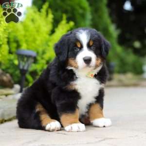 Sir Walter, Bernese Mountain Dog Puppy